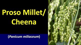 Package of Prctices for Proso millet Cheena Panicum miliaceum [upl. by Namso435]