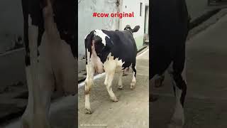 cow american in gorakhpur prize 120000 contact📞 9839577189 [upl. by Ahsie]