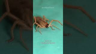 Camel Spider  Natures Desert Nightmare shorts animals [upl. by Gnas]