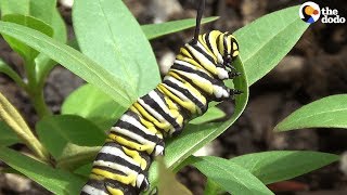 How A Caterpillar Becomes A Butterfly  The Dodo [upl. by Mikes424]