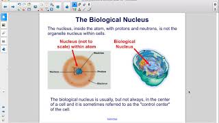 Organelles Involved in Protein Manufacture [upl. by Filberte557]