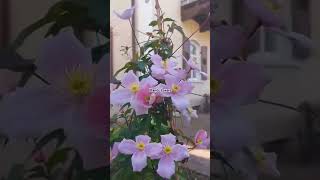 How to grow clematis – expert tips for these popular climbing plants [upl. by Palestine26]