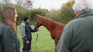 Frankel colt out of Breeders Cup winner Audarya set for the Tattersalls December Foal Sale [upl. by Hollah]