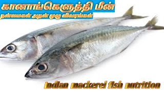 Mackerel Fish helth benefit கானாங்கெளுத்தி மீனின் பயன்கள் [upl. by Eynenihc263]