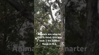 Bears take refuge in trees 2hrs before hurricane hit North Carolina [upl. by Caressa301]