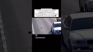 cucciolo abbandonato in autostrada 😡 [upl. by Sam399]