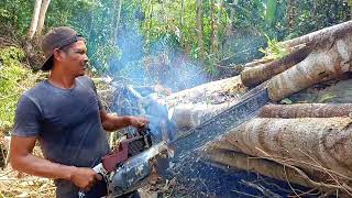 The process of chopping the banyan tree log that is wrapped around the ironwood tree [upl. by Selimah]