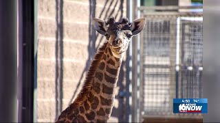 Baby giraffe born at Potawatomi Zoo [upl. by Rehtse]