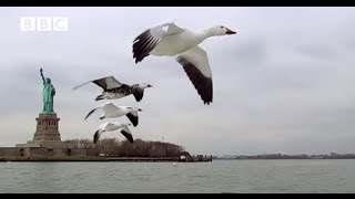 CAMERA ON GOOSE FILMS NEW YORK FROM THE AIR From Earthflight [upl. by Collis]