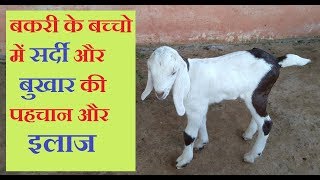 Cold amp Fever Treatment in Goat Kids sardi or bukhar ki Pahchan or Elaj [upl. by Eraste]