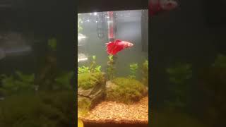 10 gallon planted nano tank Rasbora SAE betta and amano shrimp [upl. by Funda]