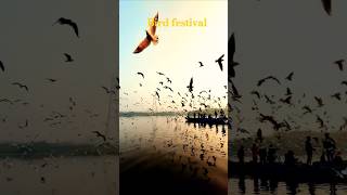 Bird festival in a lake😍 musicnatureoutdoorphotographywildphotographywildlifephotographybirds [upl. by Dennison]