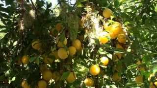 Golden Plum Harvest Aug 14 2013 HD [upl. by Berns301]