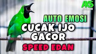 AUTO EMOSI  PANCINGAN CUCAK IJO GACOR ROLL TEMBAK SPEED EDAN COCOK BUAT DONGKRAK IJO LAWAN AGAR ON [upl. by Mian]