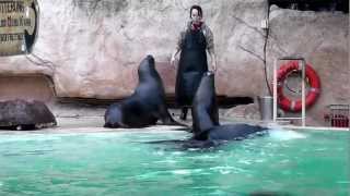 TIERWELT Seelöwen Fütterung im Zoo Heidelberg Teil 2 [upl. by Abelard]