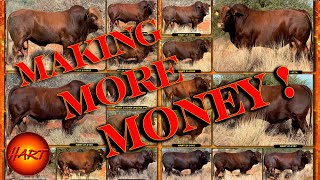 MAKING MORE MONEY WITH BONSMARA GROWER BULLS [upl. by Droffig]