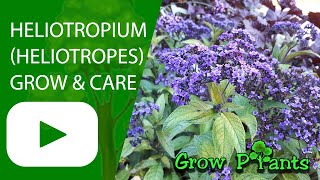 Heliotropium  grow amp care Heliotrope [upl. by Anikal]