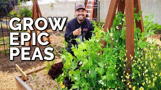 How to Grow Peas From Seed to Harvest [upl. by Gnep310]