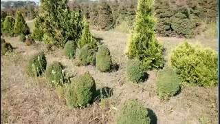 Thuja occidentalis Teddy  Plantemd [upl. by Ifill]