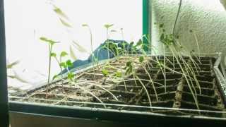 Phototropism Timelapse  Radish Plants [upl. by Aloysius824]