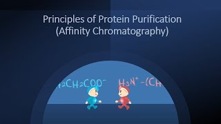 Principles of Protein Purification Affinity Chromatography [upl. by Pentheam]