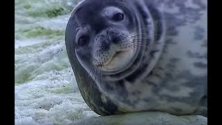 Weddell Seals in Antarctica  Deep into the Wild  BBC Earth [upl. by Belanger897]