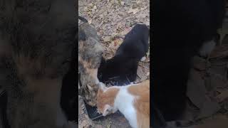 NO EAR MITES SISTER catland feralcats kittens [upl. by Lissner]