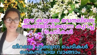 🌺😱💥 വാങ്ങാം ഏതു വേനലിലും നന്നായി വളരുന്ന കുറച്ചു ചെടികൾ♥️combo flowers [upl. by Dnomyad]