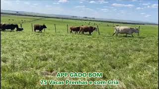 75 Vacas Prenhas e com Cria [upl. by Ward820]