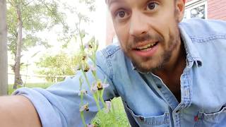 BBCEarthPresenterSearch  Duncan Wigman  The Bee Orchid [upl. by Irahc]