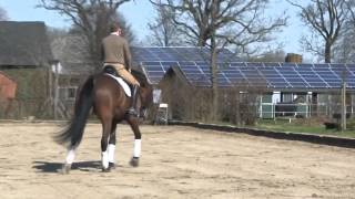 Hanoverian Dressage Horse by Stallion Lanciano [upl. by Sawyer]