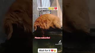 Heartwarming petrescue pets dogrescue heartwarming hearttouching Credit to jasonmoments [upl. by Sardse565]