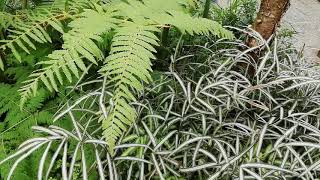 Pteris cretica albolineata [upl. by Moselle]