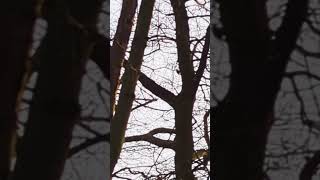 Hampstead Heath Woodpecker [upl. by Nnayllek458]