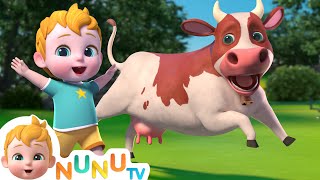 Moo Moo The Cow  Nursery Rhymes amp Kids Songs  NuNu Tv [upl. by Rempe]