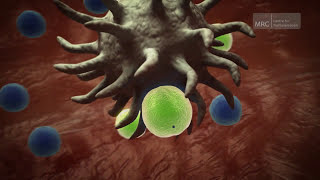 The Immune System  Preserving Disease Resistance After a Transplant [upl. by Yates]