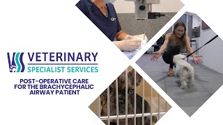 Postoperative care for the brachycephalic airway patient [upl. by Eilyw539]