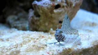 Sailfin Blenny  Emblemaria Pandionis   Reborn Aquarium [upl. by Odlonyer]