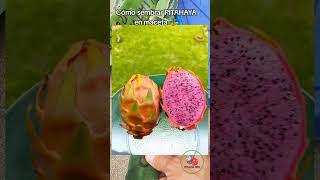 Cómo sembrar PITAHAYA en maceta 🪴 Nuevas variedades 💯 pitahaya agro plantas [upl. by Ibson]