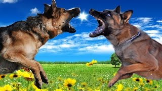 German Shepherd vs Belgian Malinois Highlights [upl. by Barina]