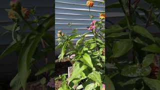 Zinnias still blooming late in fall They are developing powdery mildew in the leaves but…🌸 [upl. by Clintock357]