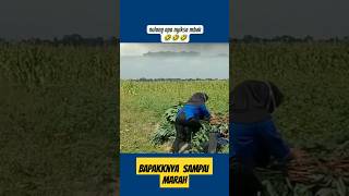 Sobat Ngarit  Niat bantuin tapi  kambingkambing sobatngarit [upl. by Noiro241]