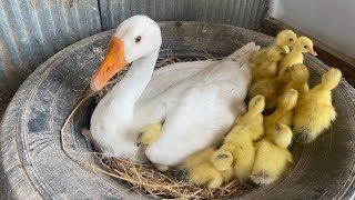 Amazing Pekin Duckling Hatching From Eggs  Nee Baby Duck Born [upl. by Alathia]