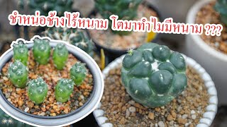 ชำหน่อช้างไร้หนาม Coryphantha elephantidens cvinermis [upl. by Fenner]