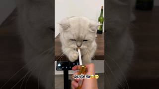 SubscribeThis My Boos 😅 CuteAnimals AnimalVideos PetVideos CatsOfYouTube FunnyCats [upl. by Lane]