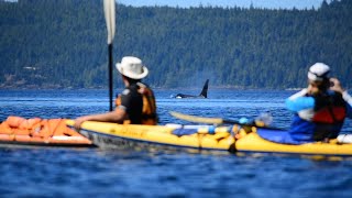 Orca Kayaking Trips  Johnstone Strait Canada [upl. by O'Hara]