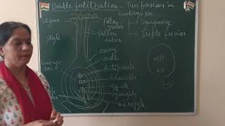 Reproduction in flowering plantsDouble fertilizationXNTSEXllNEET [upl. by Ebbie]