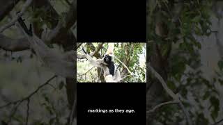 Fast FACTS About Colobus Monkey facts animalfacts nature animals [upl. by Enitsuga262]