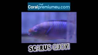 scarus quoyi en wwwCoralpremiumeucom [upl. by Bertina17]