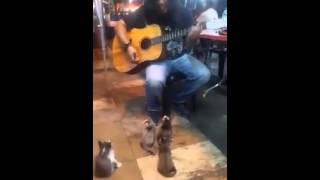 KITTENS LISTENING TO THE BUSKER CUTE [upl. by Colton]